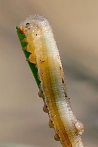 De rups van de uiterst zeldzame kleine heivlinder (foto: Albert Vliegenthart)