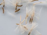 Goede (bruine) en niet-kiemkrachtige (witte) zaden van Kleine schorseneer (foto: Sheila Luijten)