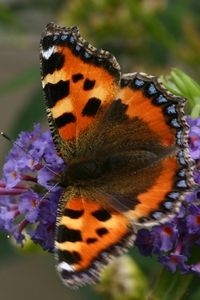 Kleine vos op vlinderstruik (foto: Kars Veling)