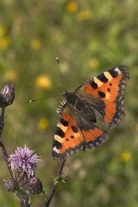 Kleine vos (foto: Kars Veling)