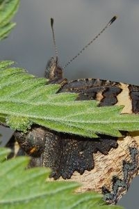 Vrouwtje kleine vos bezig met het afzetten van haar eitjes (foto: Kars Veling)