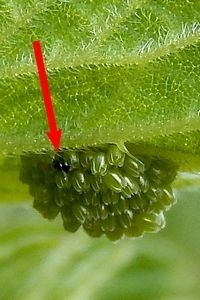 Eitjes kleine vos met een sluipwesp die de eitjes parasiteert (foto: Kars Veling)