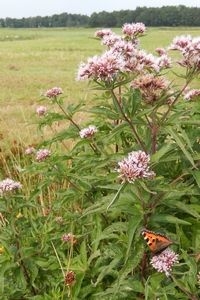 Bij iedere maaibeurt moet een deel van de planten blijven overstaan (foto: Kars Veling)