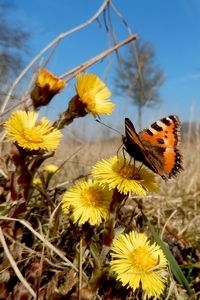 Kleine vos is het meest gezien dit weekend, onder andere op klein hoefblad (foto: Kars Veling)