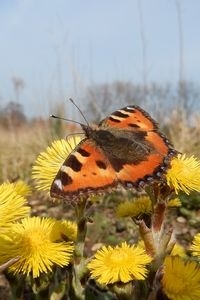 Klein hoefblad is één van de eerste bloeiers in het buitengebied. De vroege vlinders zie je er op drinken, zoals hier kleine vos (foto: Kars Veling)