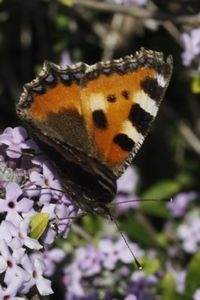 Kleine vos op de vroeg bloeiende Buddleja alternifolia (foto: Kars Veling)