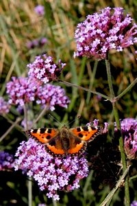 Kleine vos op Verbena bonariensis (foto: Kars Veling)