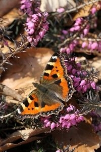 Kleine vos op winterheide (foto: Kars Veling)