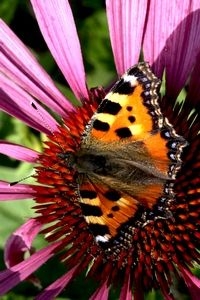 Kleine vos op zonnehoed (foto: Kars Veling)