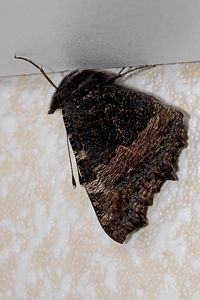 In een onverwarmde ruimte kunnen vlinders prima overwinteren zoals deze kleine vos (foto: Kars Veling)