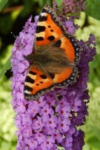 Kleine vos is een van de ’kroeglopers’ die graag nectar drinkt op vlinderstruik (foto: Kars Veling)