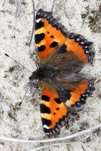 Kleine vos zonnend op kaal zand (foto: Kars Veling)