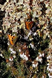 Kleine vos en andere ontwaakte overwinteraars hebben honger en je vindt ze dus vooral bij nectarplanten zoals winterheide of klein hoefblad (foto: Kars Veling)