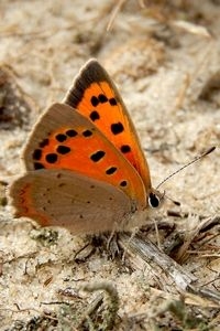 Wordt ook dit jaar september topmaand voor kleine vuurvlinder (foto: Kars Veling)