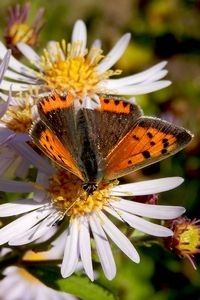 Herfstaster is in het najaar zeer in trek bij vlinders zoals deze kleine vuurvlinder (foto: Kars Veling)