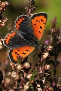 Kleine vuurvlinder met blauwe vlekjes (foto: Kars Veling)