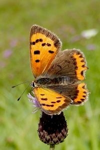 Nu volop te zien: kleine vuurvlinder (foto: Kars Veling)