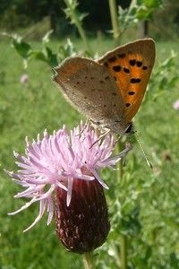 Kleine vuurvlinder op akkerdistel (foto: Kars Veling)