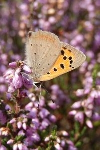 Je kunt kleine vuurvlinder onder andere vinden op bloeiende struikheide (foto: Kars Veling)