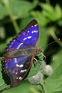 Kleine weerschijnvlinder, vorm met blauwe weerschijn (foto: Kars Veling)