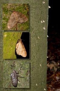 Boom met mannetjes kleine wintervlinder als zeiltjes, met inzetjes mannetje open en dicht en vleugelloos vrouwtje (foto’s: Kars Veling)