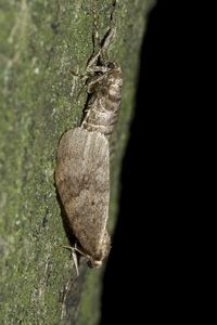 Parende kleine wintervlinder: vrouwtje boven, mannetje onder (foto: Kars Veling)                                                                                                                                                                              