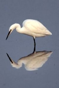 Kleine zilverreiger, warmteminnend (foto: Saxifraga - Arie de Knijff)