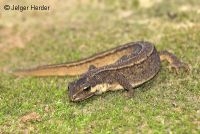 kleine watersalamander