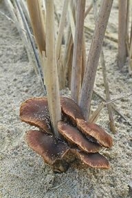 Kleinporig kaalkopje (foto: Marjon van der Vegte)