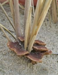 Kleinporig Kaalkopje (foto: Marjon  vd. Vegte)