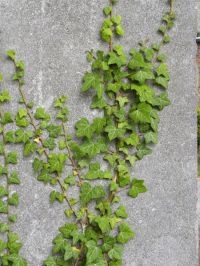 In tegenstelling tot wat wordt beweerd, tast Klimop een muur niet aan (foto: Dirk Hennebel)