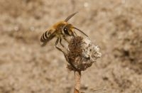 Mannetje klimopzijdebij benadert larven van Stenoria analis (foto: Nicolas J. Vereecken)