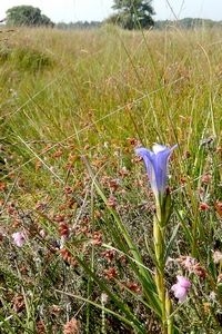 De zeldzame klokjesgentiaan waarop je de eitjes van gentiaanblauwtje moet zoeken (foto: Kars Veling)