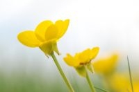 Knolboterbloemen, met teruggeslagen kelkbladen (foto: Wout van der Slikke)