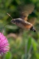 Kolibrievlinder drinkend uit distel (foto: Kars Veling)