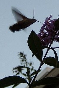Kolibrievlinder vliegt ook in schemering (foto: Kars Veling)