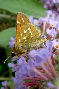 De zeldzame kommavlinder op Buddleja, 2003. Veel vlinders trokken weg uit de verdroogde heide (foto: Fons Bongers)