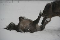 Konik neemt sneeuwbad in Letland (foto: Jan van der Veen)