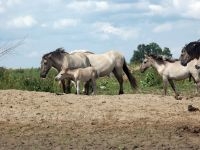 Koniks in de Millingerwaard (foto: Twan Teunissen)