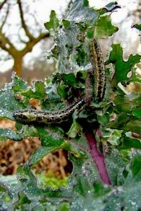 Rupsen 14 januari. Ze moeten haast maken, want vorst is dodelijk (foto: Joop Verburg)