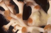 Lophelia koraalpoliepen met spons (foto: NIOZ)