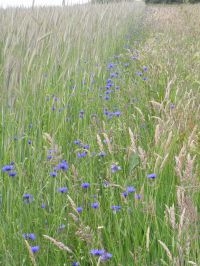 Akkerrand met korenbloem (foto: Marlies Sanders)