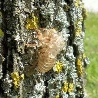 Vervellingshuidje kraakcicade (foto: Baudewijn Ode)