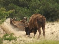 Wisent neemt zandbad in Kraansvlak (foto: Leo Linnartz)