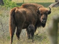 Wisent Blondje met kalf (foto: Leo Linnartz)