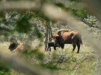 Wisent Blondje met kalf (foto: Leo Linnartz)