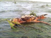 Krab in zeegras (foto: Josje Fens)