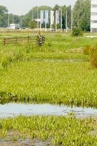 De bewuste sloot in de Zuidzijderpolder (foto: Hendrik van der Weijden)