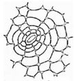 Kratervormige porie met 6 concentrische cirkels met 6 tot 9 cellen (Tekening: Vanden Berghen C.) 