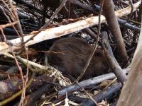 Bever in burcht Kuipersveer (foto: Esther Linnartz)